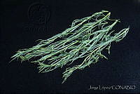 JL0009 Porophyllum tagetoides.jpg