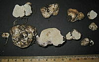 RGO0124 Leucogaster sp..JPG