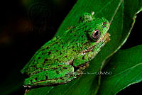 VHJA 0006 Quilticohyla acrochorda.jpg