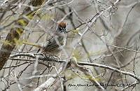 AAKVDH 0101 Pipilo chlorurus.JPG