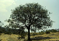 3645 Quercus rugosa.jpg