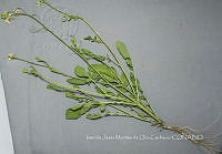 IMDOC4684 Eruca sativa.jpg