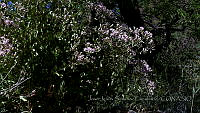 JJSE0015 Acourtia wrightii.JPG