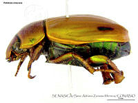 SAZH0484 Pelidnota strigosa.jpg