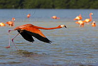 JHC0159 Phoenicopterus ruber.jpg