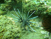 JAJ0951 Pterois volitans.jpg