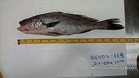 RE006 0046 Totoaba.tif