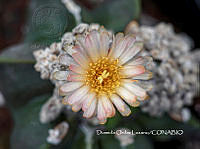 MN6PyH0008 Astrophytum myriostigma.jpg