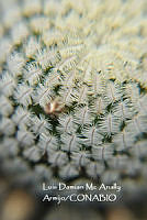 MN6PyH0017 Espinas pectinadas de Biznaga Cochilinque.jpg