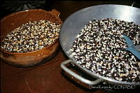 DK1743 Zea mays.jpg