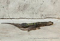 CNS1327 Ctenosaura pectinata, Ctenosaura oaxacana.jpg