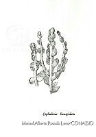 MARL0147 Cephalozia bicuspidata.jpg