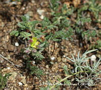 JJBC0311 Krameria secundiflora.JPG