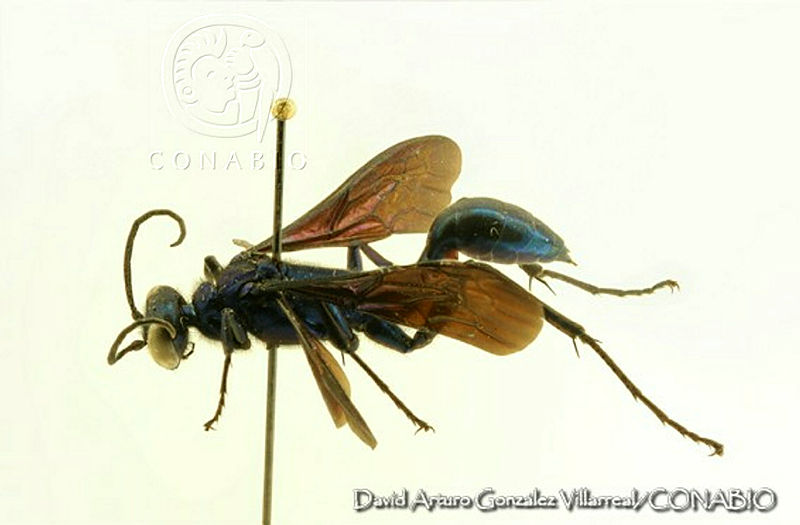 DAGV0029%20Chalybion%20zimmermanni.jpg.rSfU8pP MQ2tMyVhQA3g0JtbmFja29CbnFuZ3NAbXJ6LGtwZwA.qWXqF W 5