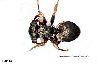 ME006 Hormi 0209 Cephalotes minutus.jpg