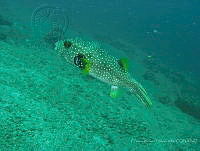 CMGV0145 Arothron hispidus.jpg