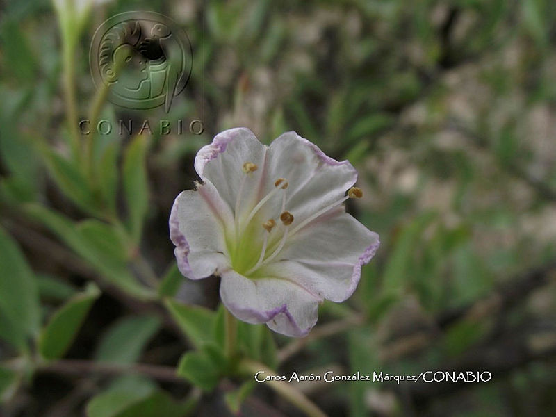 CAGM%200005%20Acleisanthes%20lanceolata.jpg.nyfZ OP1MSFzjy1jQA3g0JtbmFja29CbnFuZ3NAbXJ6LGtwZwA.V2Q3xNEWAQ