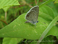 JCGM01069 Hemiargus ceraunus ssp. astenidas.jpg