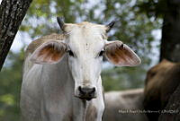 MASM07928 Bos taurus.jpg