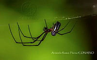 ARF006 Leucauge sp..jpg
