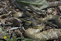 NXE01 Mastigodryas melanolomus.jpg