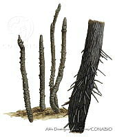 ADDLT0020 Avicennia bicolor.JPG