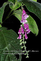 Zoqui 0179 Uroskinnera hirtiflora.jpg