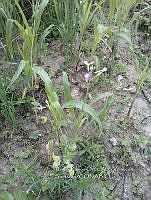 RG001 0497 Brassica rapa.jpg