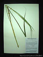 MGL-FZ011-0332 Tripsacum dactyloides var. hispidum.jpg