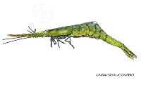 NE018 1271 Tozeuma carolinense verde_L.jpg