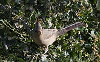 AAKVDH 0533 Cardinalis sinuatus.JPG