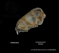 LESS 0444 Lasiurus cinereus cinereus.JPG