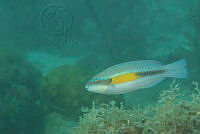 IDG1521 Scarus iseri.jpg