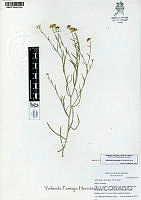 YPH1611 Gutierrezia sericocarpa.jpg