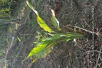 SG019 0325 Spathiphyllum cochlearispathum.jpg