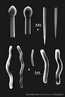 YH0005 Cliona vermifera.jpg