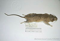 AAGC0100 Neotoma albigula.jpg