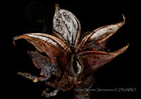 VWS100 Sedum obcordatum.jpg