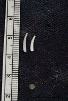 KT014 0128 Polyschides tetraschistus.JPG
