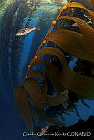 CCK0163 Paralabrax clathratus, Macrocystis pyrifera.jpg