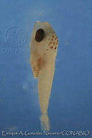 EAGN0175 Scomber japonicus.jpg