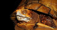 EGP0248 Terrapene carolina ssp. mexicana.jpg