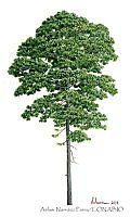 ANP0184 Pinus douglasiana.jpg