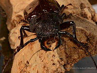 VHHT101 Mallodon dasystomus ssp. dasystomus.jpg