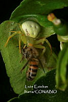 MN6F0149 Misumenops callinurus.jpg