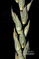 Teocintle 143 Zea luxurians.jpg