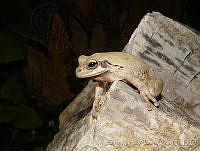 AMA0128 Smilisca baudinii.jpg