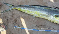 HE009 P 1116 Makaira nigricans.JPG
