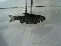 ODD0016 Cyprinella ornata.jpg