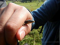 MCS009 Barisia ciliaris.jpg